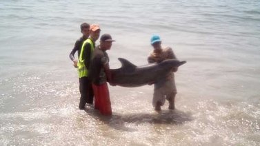 Rescatan a delfín varado en la orilla en playa de Catia La Mar