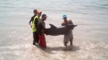 Rescatan a delfín varado en la orilla en playa de Catia La Mar Rescatan a delfín varado en la orilla en playa de Catia La Mar