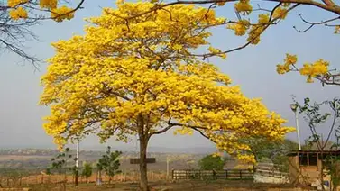 El Araguaney fue declarado Árbol Nacional hace 70 años El Araguaney fue declarado Árbol Nacional hace 70 años