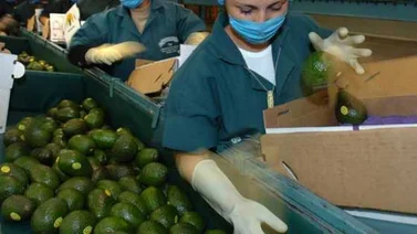 Cuba busca producir aguacate todo el año con un nuevo sistema de siembra