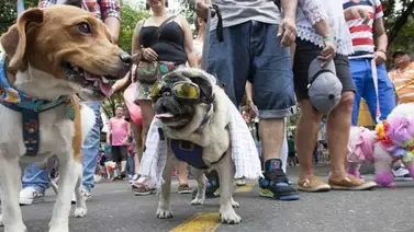 Más de 40 organizaciones se unen para realizar caminata canina el domingo 29 de abril Más de 40 organizaciones se unen para realizar caminata canina el domingo 29 de abril