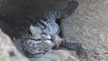 Nació un cunaguaro en el Zoológico de Caricuao