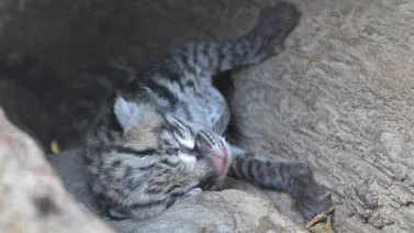 Nació un cunaguaro en el Zoológico de Caricuao