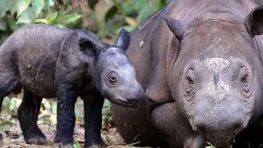 Un bebé rinoceronte protagoniza las redes sociales (+video) Un bebé rinoceronte protagoniza las redes sociales (+video)