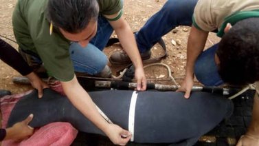 Nació nueva cría de Manatí caribeño en Zoológico de Barquisimeto