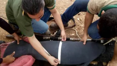 Nació nueva cría de Manatí caribeño en Zoológico de Barquisimeto