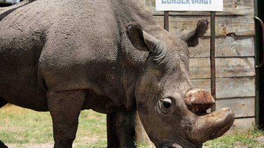 Muere Sudán, el último macho de rinoceronte blanco del norte