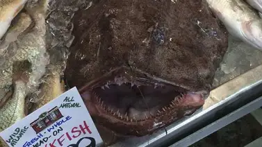 Promueven el consumo del rape, pescado de las profundidades con aspecto siniestro Promueven el consumo del rape, pescado de las profundidades con aspecto siniestro