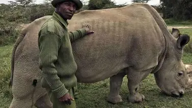 Se deteriora salud del último rinoceronte blanco del norte Se deteriora salud del último rinoceronte blanco del norte