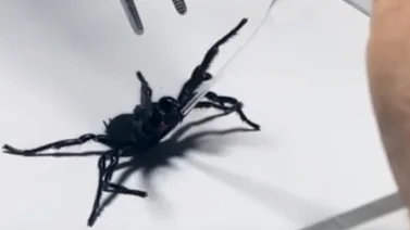 Esta es la araña venenosa más grande de Australia (+Video)