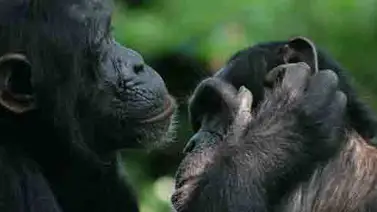 Bonobos y chimpancés no solo comparten gestos sino también su significado Bonobos y chimpancés no solo comparten gestos sino también su significado
