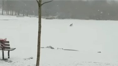 Mujer se lanza a un lago helado para salvar a un perro (+Video)
