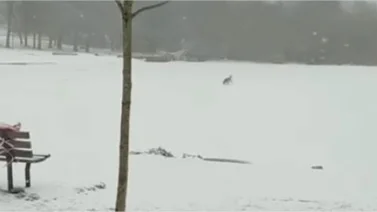 Mujer se lanza a un lago helado para salvar a un perro (+Video)