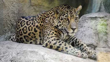 Decomisan cerca de dos centenares de colmillos de jaguar en Bolivia