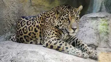 Decomisan cerca de dos centenares de colmillos de jaguar en Bolivia Decomisan cerca de dos centenares de colmillos de jaguar en Bolivia