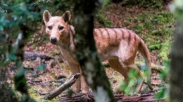 El Tigre de Tasmania fue un bebé marsupial que creció después como un perro
