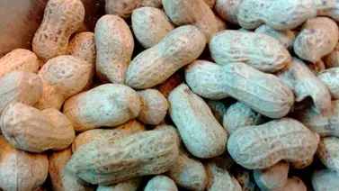 Cápsula contra alergia al maní para los niños Cápsula contra alergia al maní para los niños