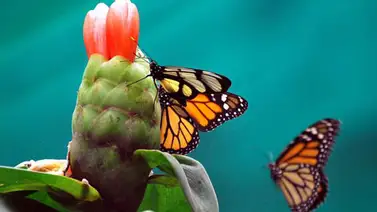 Perú desea expandir y proteger su santuario de mariposas en la Amazonía Perú desea expandir y proteger su santuario de mariposas en la Amazonía