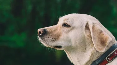 Perro arrepentido da respuesta inesperada a su dueño (+Video)