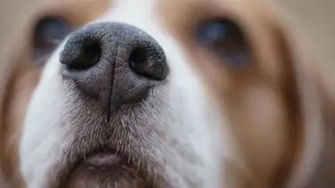 Estos son los olores que los perros no soportan Estos son los olores que los perros no soportan