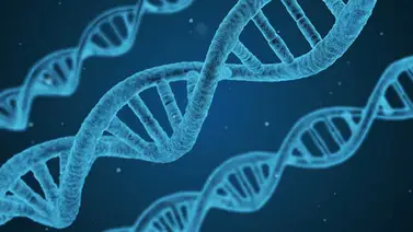 Clonación humana puede ser posible, según expertos mexicanos Clonación humana puede ser posible, según expertos mexicanos