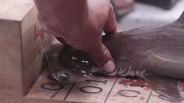 La idílica guardería de tiburones martillo en Galápagos (+Video)