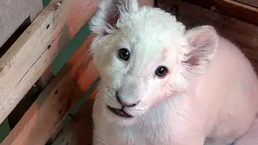 Zoológico mexicano logra el milagro de criar un cachorro de león blanco (+Video) Zoológico mexicano logra el milagro de criar un cachorro de león blanco (+Video)