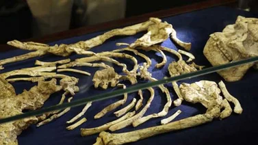 Humanos posiblemente salieron de África antes de lo pensado