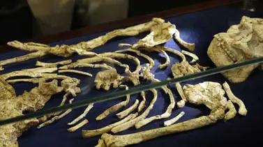 Humanos posiblemente salieron de África antes de lo pensado Humanos posiblemente salieron de África antes de lo pensado