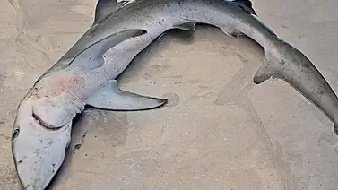 Pobladores mexicanos desconcertados por 300 tiburones muertos en carretera Pobladores mexicanos desconcertados por 300 tiburones muertos en carretera