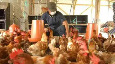 Alerta en Colombia por presencia de virus aviar Newcastle Alerta en Colombia por presencia de virus aviar Newcastle