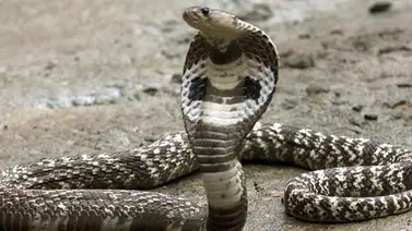 Serpiente gigante detiene el tráfico en Vietnam (+Video) Serpiente gigante detiene el tráfico en Vietnam (+Video)