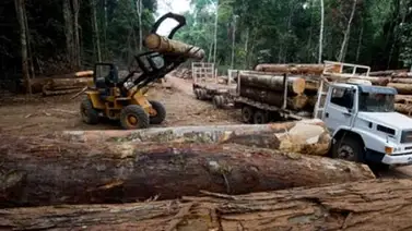 ONU alertó que el tráfico ilegal de madera está creciendo en Latinoamérica ONU alertó que el tráfico ilegal de madera está creciendo en Latinoamérica