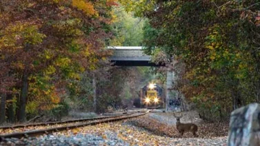Trenes en Japón ladran para no "chocar" con ciervos