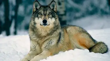 Lobo en cautiverio encendió la alerta general al escapar cerca de Londres Lobo en cautiverio encendió la alerta general al escapar cerca de Londres