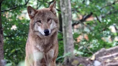 El lobo vuelve a colonizar Europa