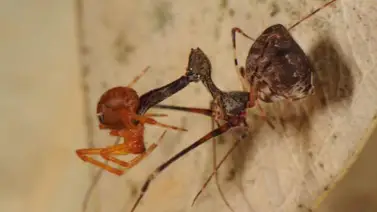 Científicos norteamericanos descubren una "araña pelicano" (+Foto) Científicos norteamericanos descubren una "araña pelicano" (+Foto)