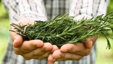 El romero, una planta milenaria con múltiples beneficios El romero, una planta milenaria con múltiples beneficios