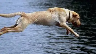Perro ruso logra hazaña nunca antes vista (+Detalles) Perro ruso logra hazaña nunca antes vista (+Detalles)