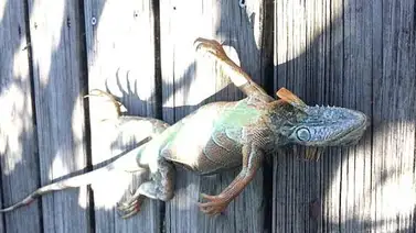 Iguanas descongeladas "atacan" a personas en Estados Unidos (+Video) Iguanas descongeladas "atacan" a personas en Estados Unidos (+Video)