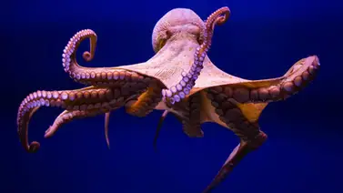 Científico afirma que pulpos tienen "una alta capacidad intelectual" Científico afirma que pulpos tienen "una alta capacidad intelectual"