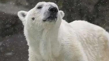 Sacrifican al oso polar de zoológico de NY por falla renal Sacrifican al oso polar de zoológico de NY por falla renal