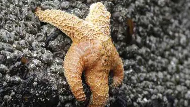 Estrella de mar se recupera de un "síndrome misterioso" Estrella de mar se recupera de un "síndrome misterioso"