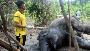 Una elefanta embarazada muere "envenenada" en una plantación en Indonesia Una elefanta embarazada muere "envenenada" en una plantación en Indonesia