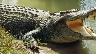 Turistas graban cuando un caimán se sube a su bote (+Video) Turistas graban cuando un caimán se sube a su bote (+Video)