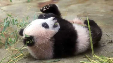 Bebé panda hace una aparición especial en zoo de Tokio