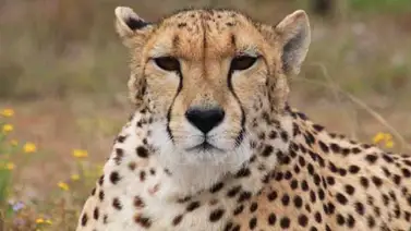 Zoológicos mexicanos, preocupados por iniciativa para protección de felinos Zoológicos mexicanos, preocupados por iniciativa para protección de felinos