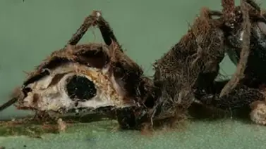 Las hormigas "zombies" sí existen (+Detalles) Las hormigas "zombies" sí existen (+Detalles)