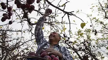 Agricultura de Washington sufre por falta de inmigrantes Agricultura de Washington sufre por falta de inmigrantes