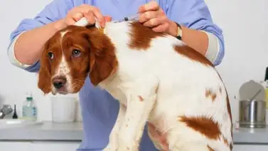 Estos son los principales síntomas del parvovirus en perros Estos son los principales síntomas del parvovirus en perros